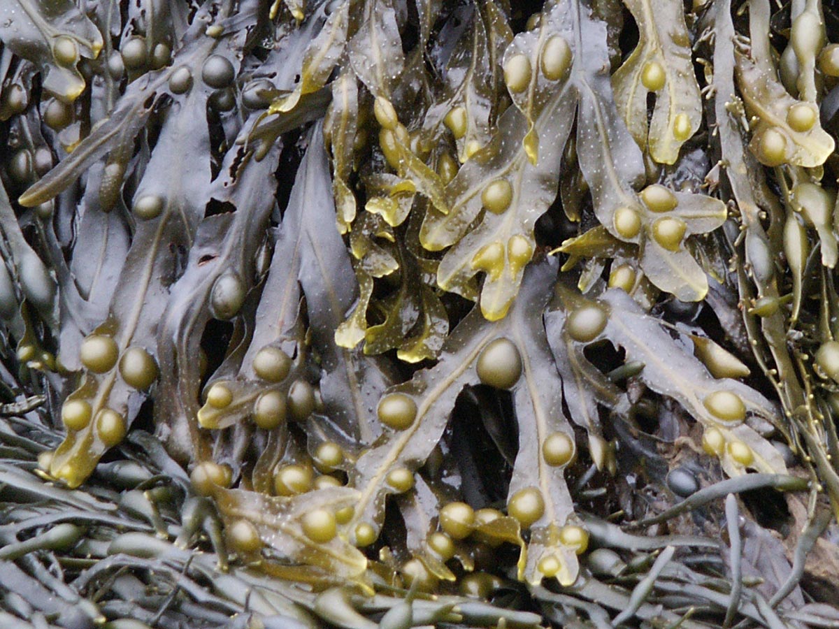 Fucus vesiculosus